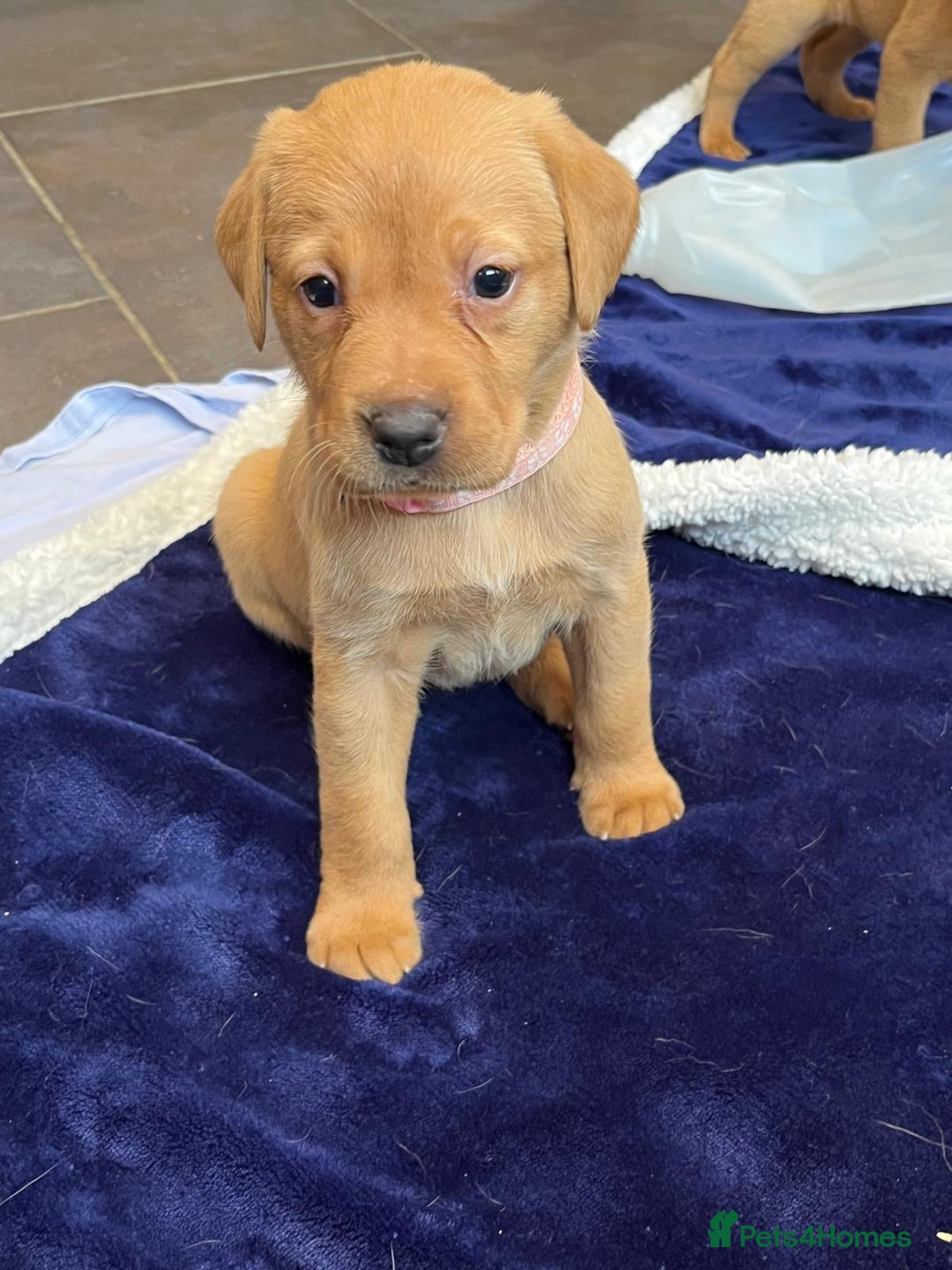 Labrador Retriever dogs for sale: Kennel Club Fox Red Labrador Puppies Health Tested - Advert 33