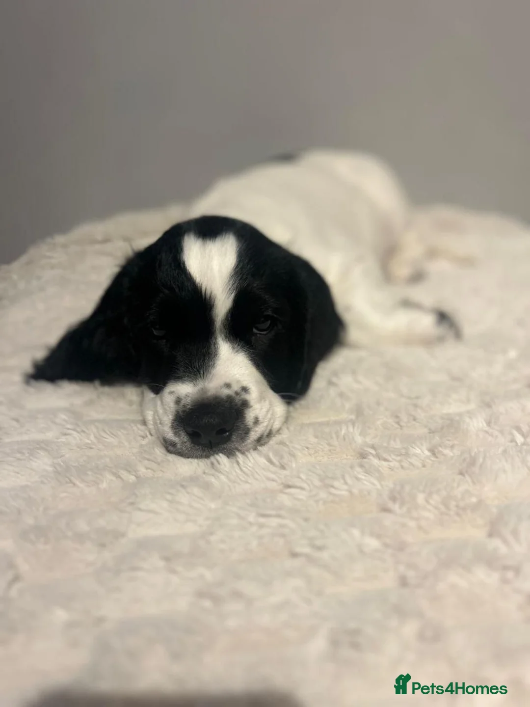 Sprocker dogs for sale: Sprocker Puppies For Sale - Advert 9