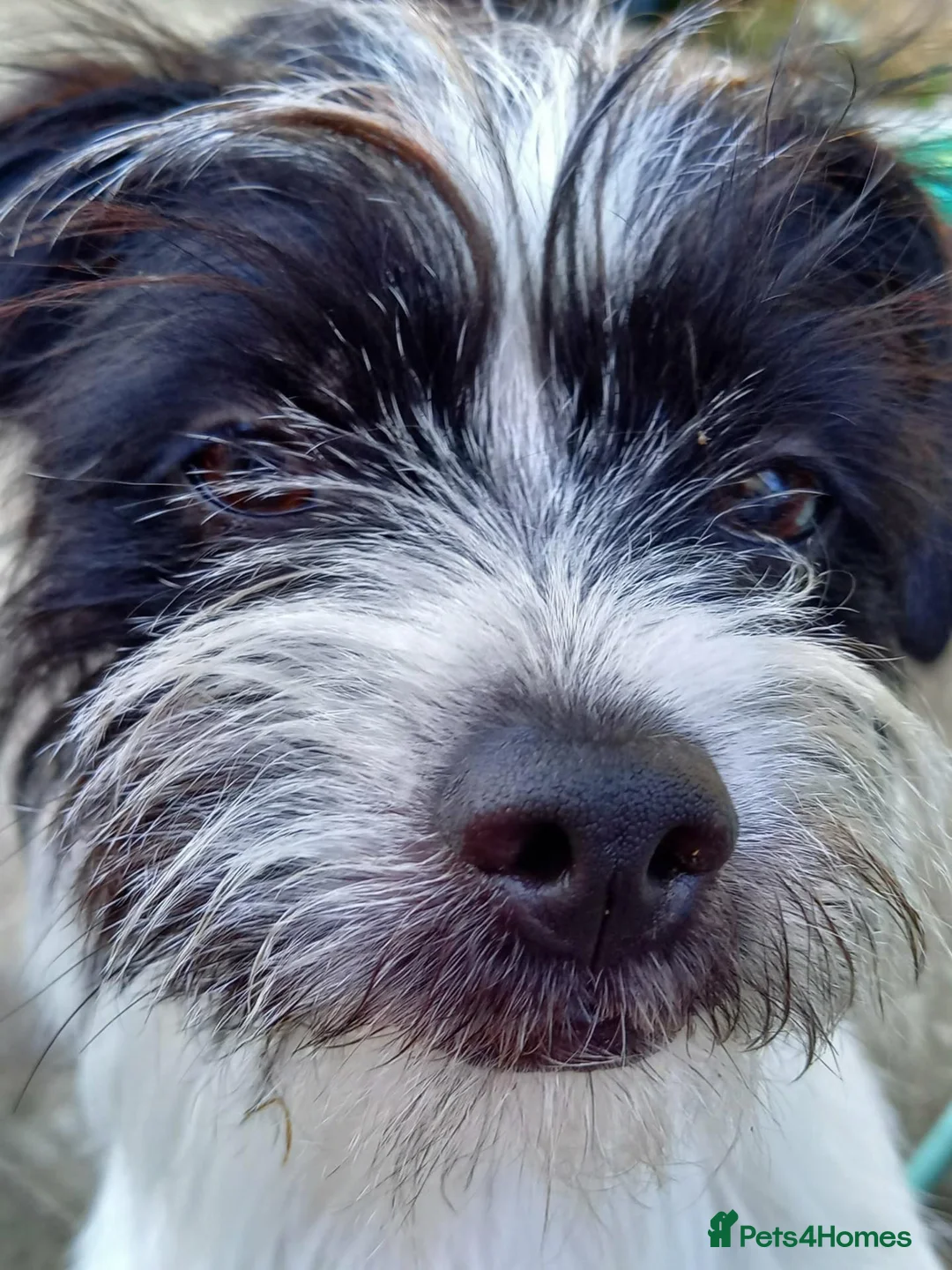 Mixed Breed dogs for sale: I am seling my dog pebbles - Advert 1