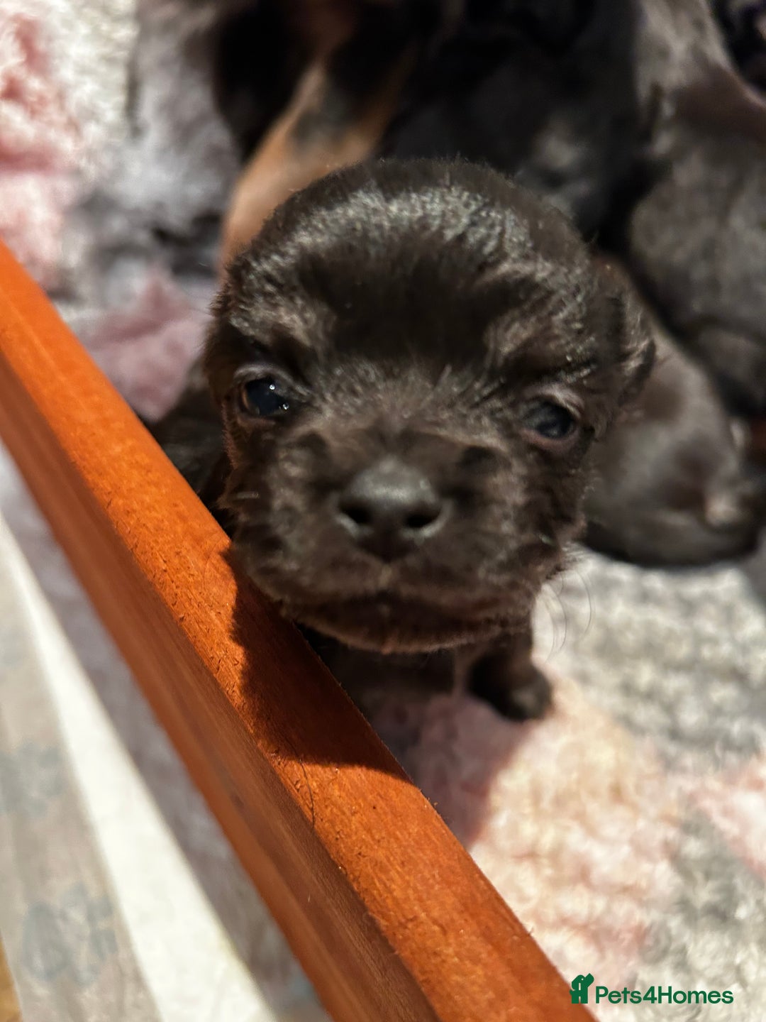 Chiweenie dogs for sale: gorgeous chihuahuas/chiweenie cross pups  - Advert 6
