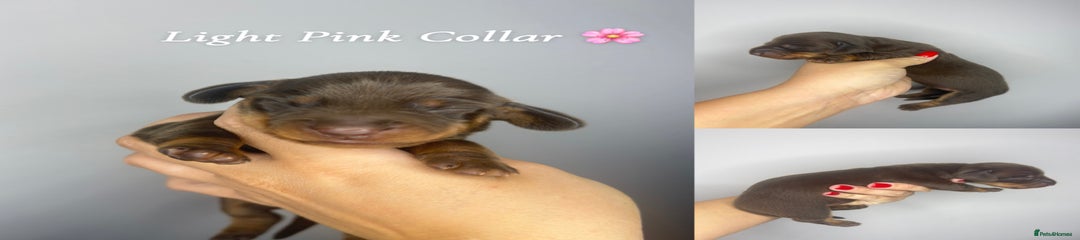 Miniature Dachshund Puppy 8
