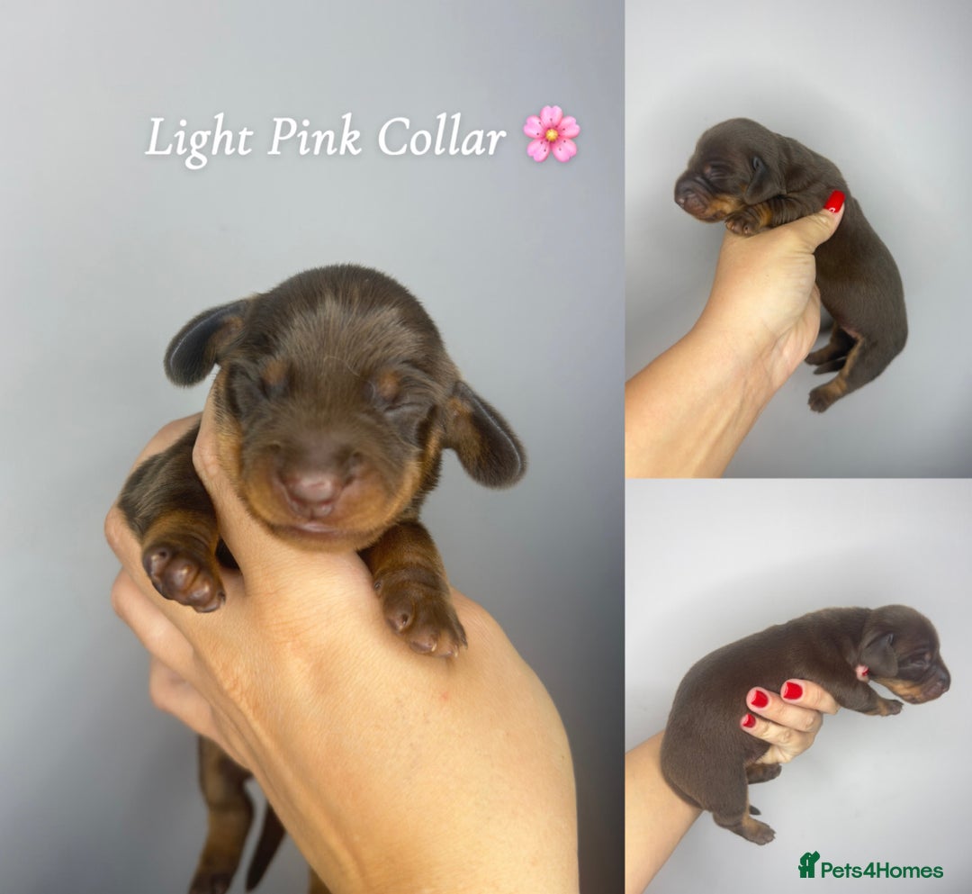 Miniature Dachshund dogs for sale:  READY NOW Quality minismooth haired dachshunds 🐾 - Image 12