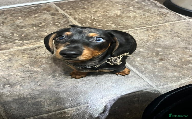 Dachshund dogs Mini dachshund puppies - Advert 14