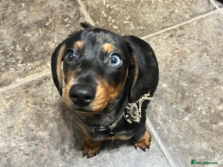 Dachshund dogs Mini dachshund puppies - Advert 16