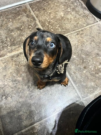 Dachshund dogs Mini dachshund puppies - Advert 14