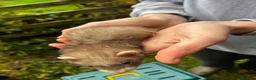 Ferret rodents for sale: Ferret kits  in Belper - Advert 13
