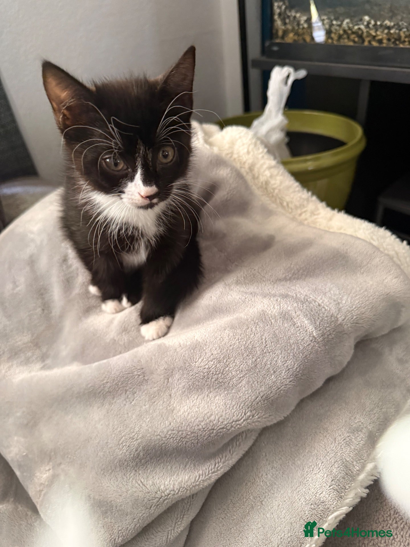Mixed Breed cats Kitten - Advert 18