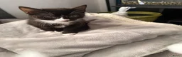 Mixed Breed cats for sale: Kitten in South Croydon - Advert 1