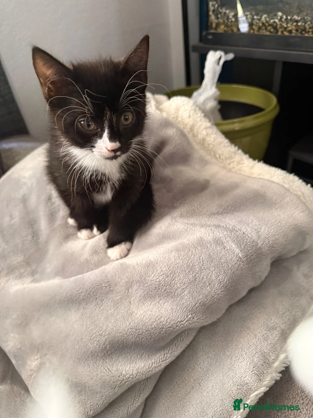 Mixed Breed cats for sale: Kitten in South Croydon - Advert 1