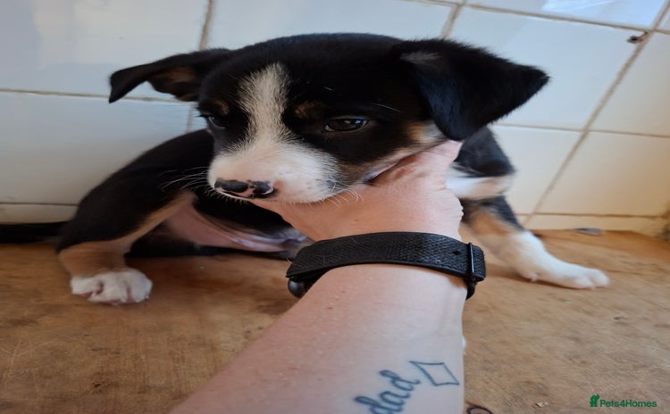 Border Collie dogs - Advert 2