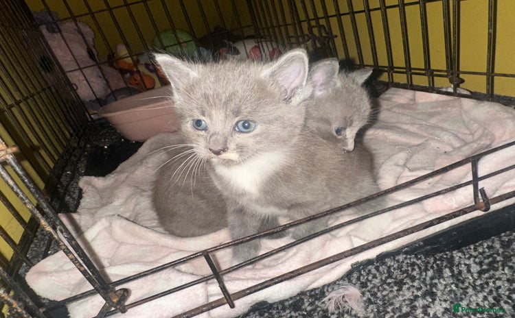 Mixed Breed cats - Advert 15