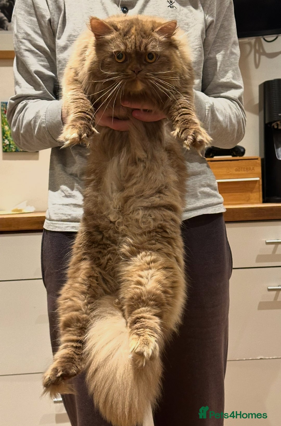British Shorthair cats for sale: Chocolate and Red British Shorthair and Longhair - Image 22