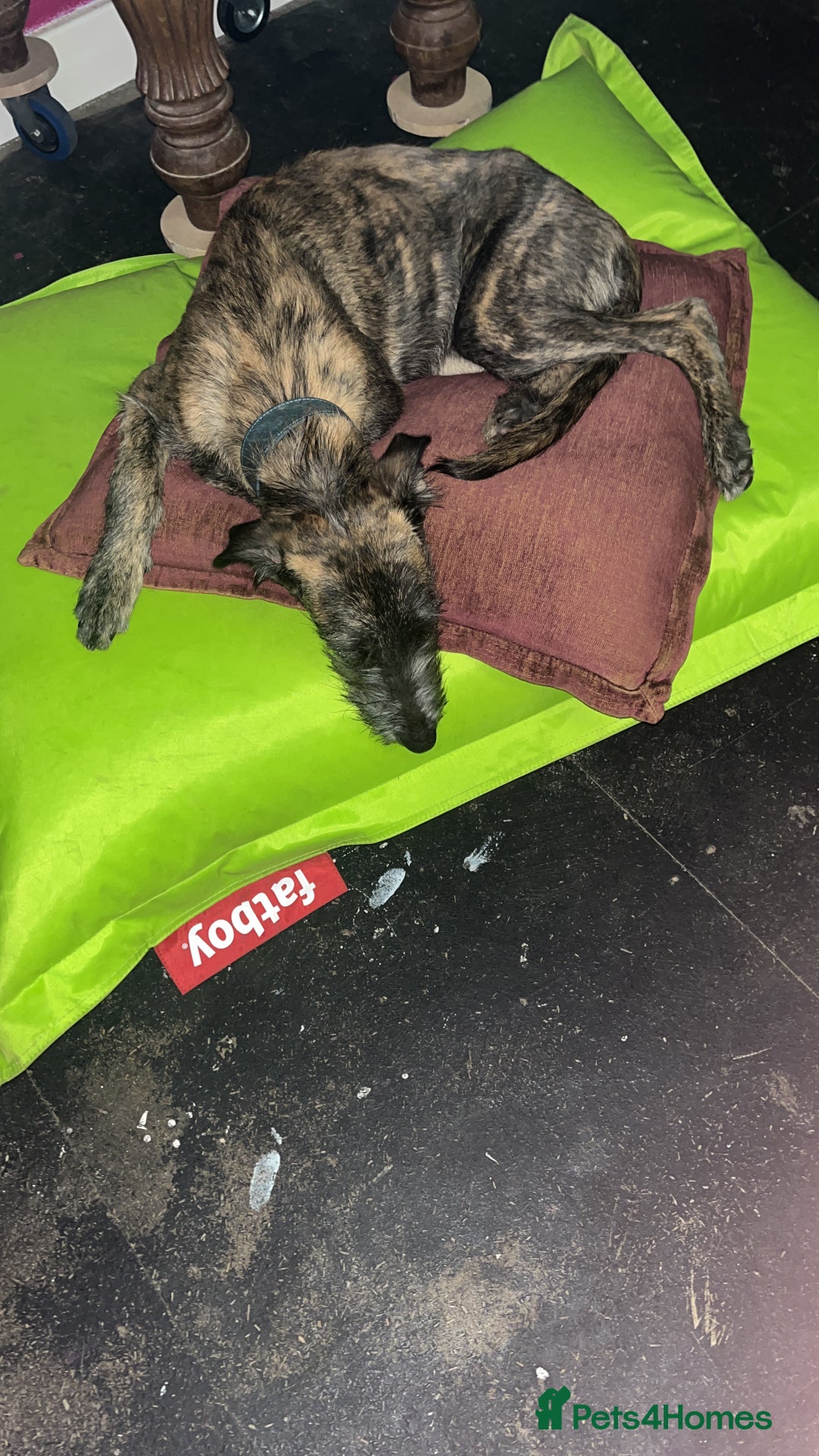 Mixed Breed dogs for sale: Lurcher Siblings - Image 12