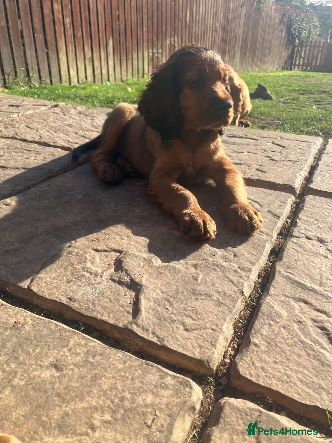 Mixed Breed dogs for sale: Beautiful setter pups Gordon/Irish  - Image 6