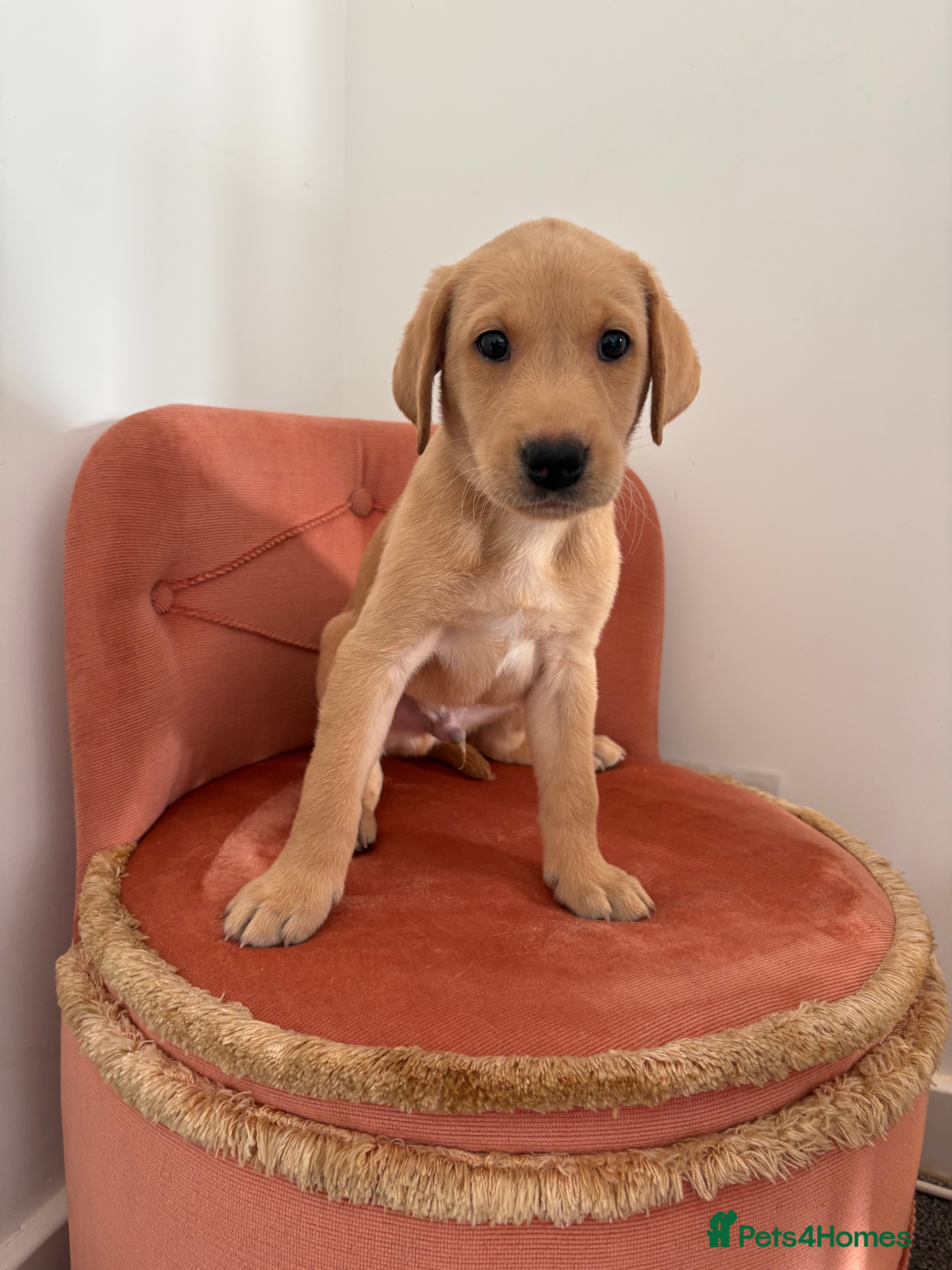 Labrador Retriever dogs Health Tested Champion Pedigree Pups - Advert 2