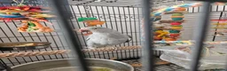 Ringnecks birds for sale: Female Indian ringneck  in Boscastle - Advert 1