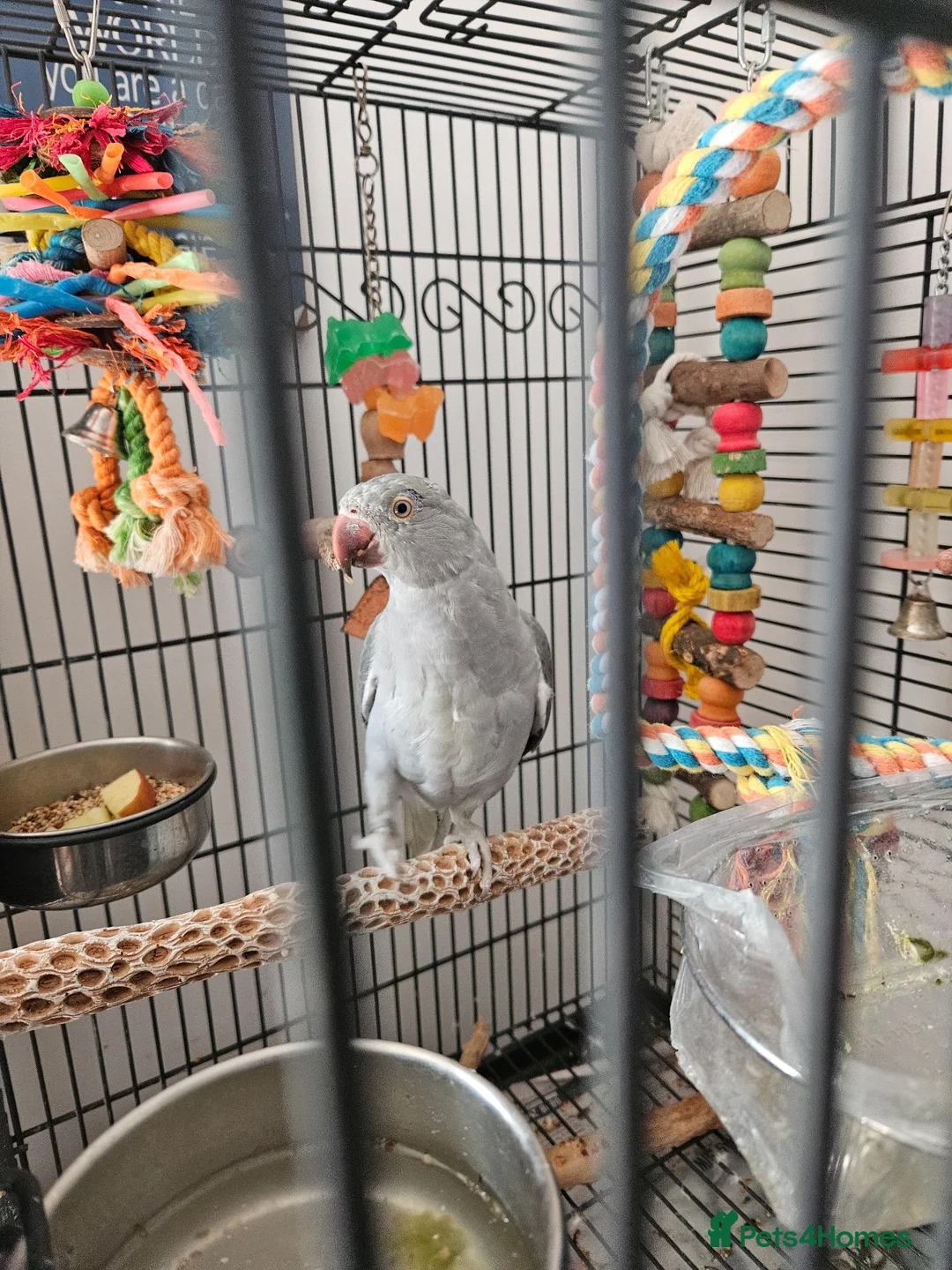 Ringnecks birds for sale: Female Indian ringneck  in Boscastle - Advert 1