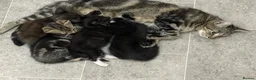 Mixed Breed cats for sale: Gorgeous mixed kittens - Advert 18