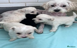 Poochon dogs for sale: Bichon and poodle mini  - Advert 9