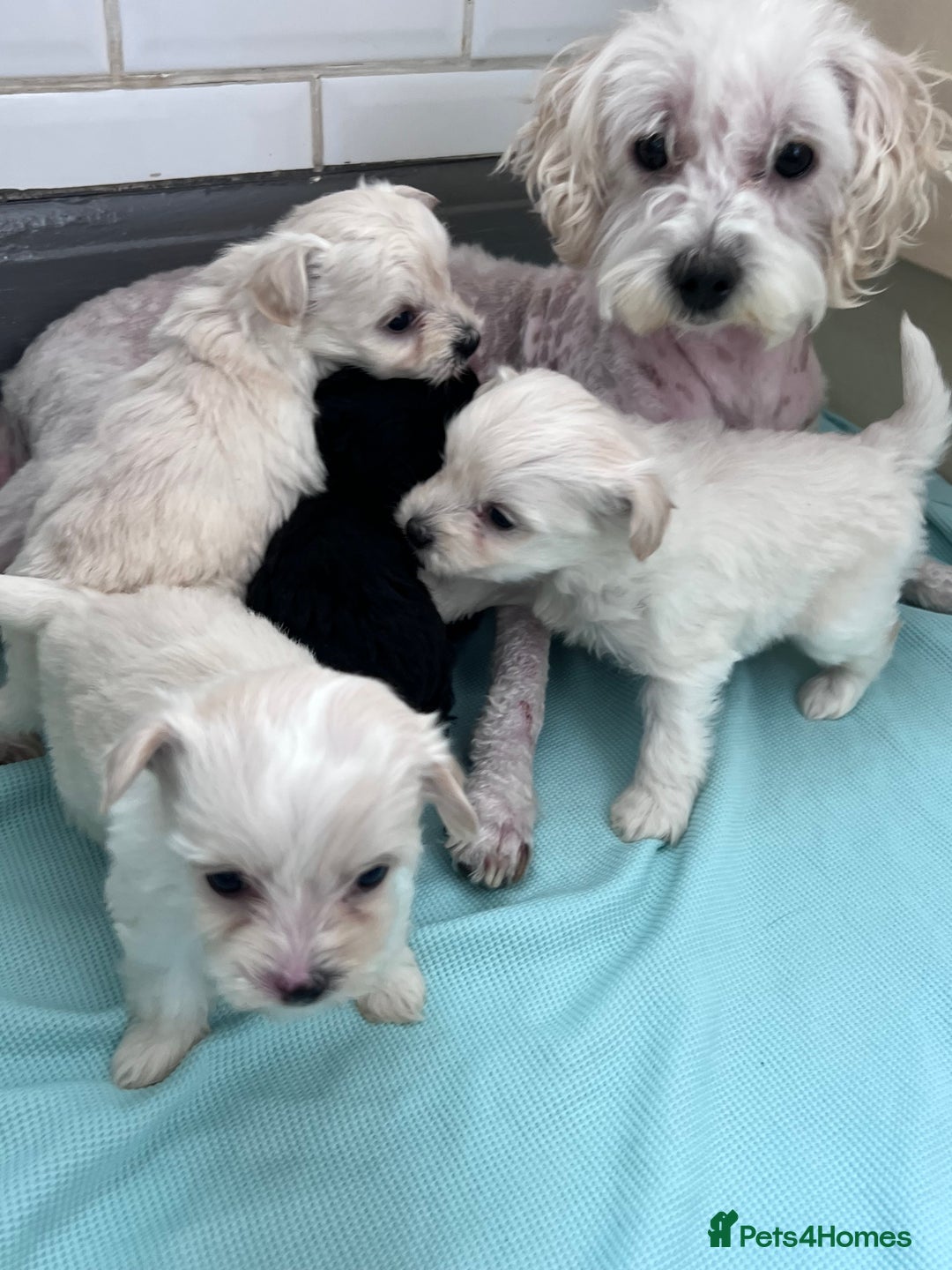 Poochon dogs for sale: Bichon and poodle mini  - Advert 9