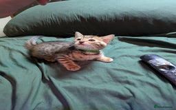 Mixed Breed cats for sale: Have two male and 2 female kittens   - Image 16