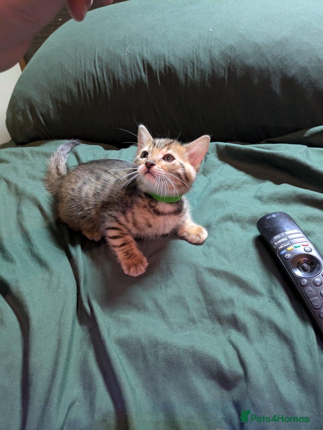 Mixed Breed cats for sale: Have two male and 2 female kittens   - Image 16
