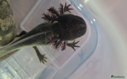 Axolotl reptiles for sale: Axolotls - Image 22