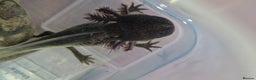 Axolotl reptiles for sale: Axolotls - Advert 24