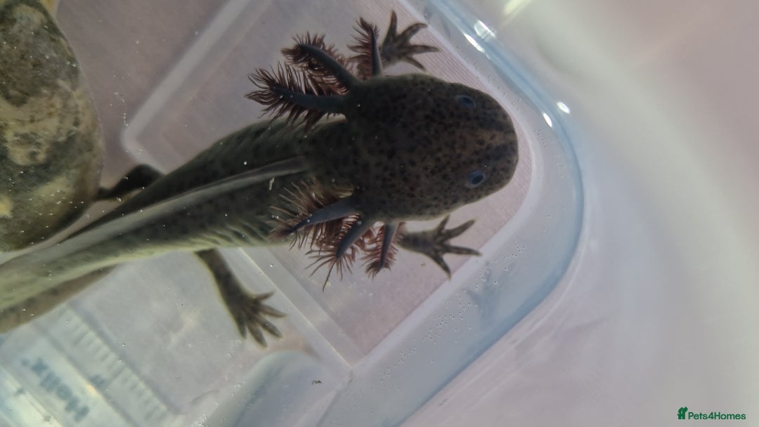 Axolotl reptiles for sale: Axolotls - Image 22