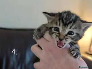 Mixed Breed cats 🐾 Litter of 5 Tabby Kittens – Ready May 26th! - Advert 16