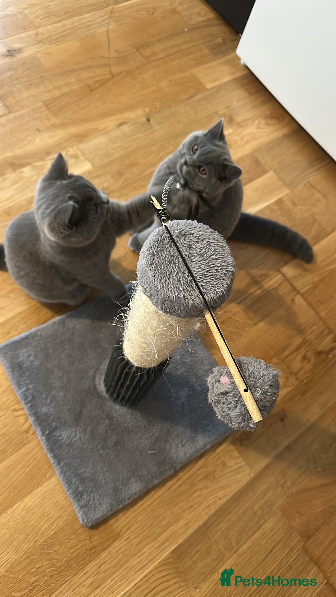 British Shorthair cats for sale: My 2 cute girls are ready to find new family💗  - Image 9