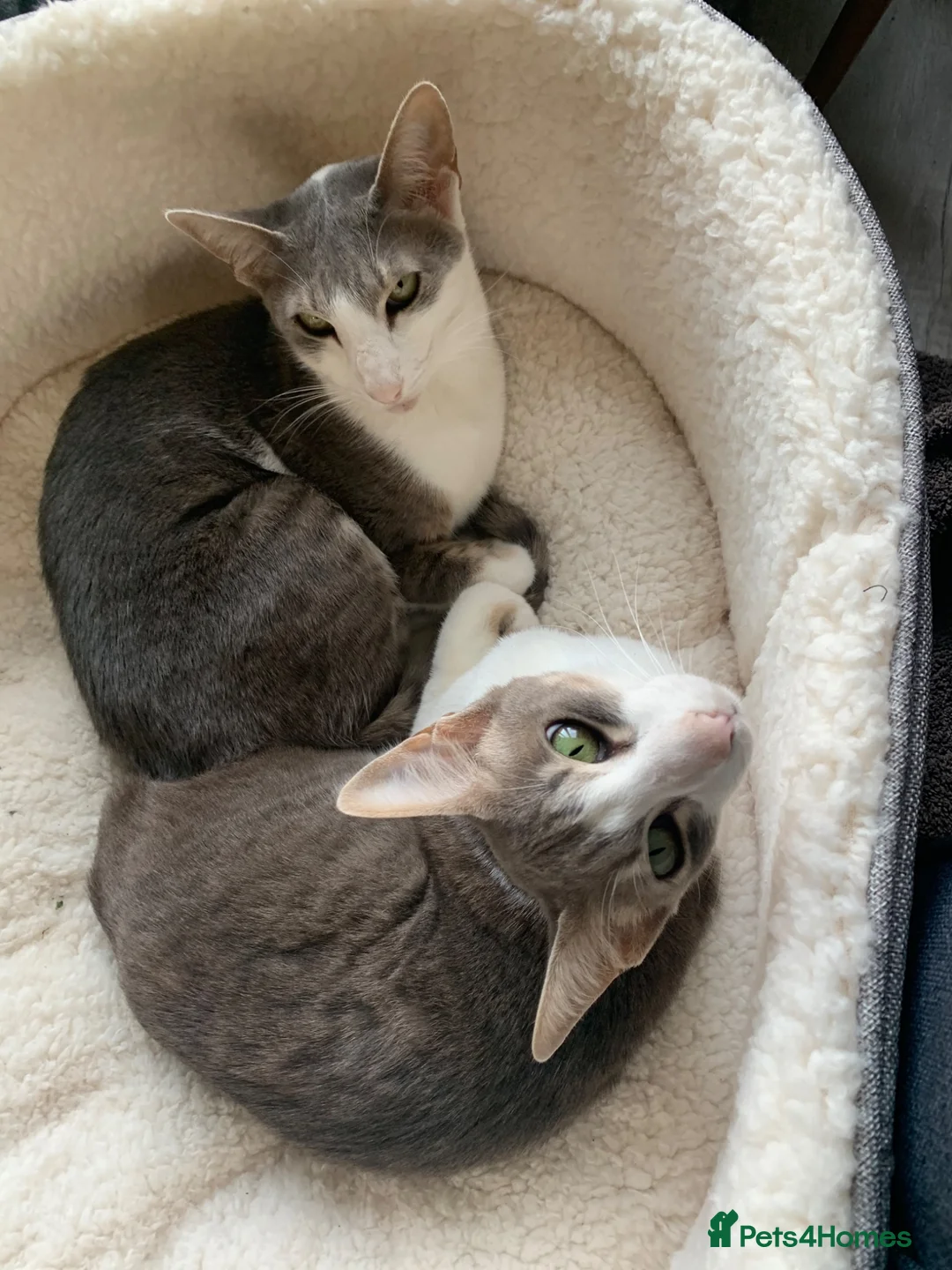 Mixed Breed cats for sale: Two gorgeous oriental/bengal cats  - Advert 4