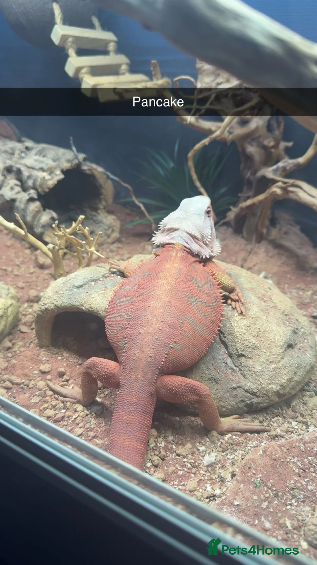 Bearded Dragon reptiles for sale: HypoTrans Red Bearded Dragon reptile lizard - Advert 1