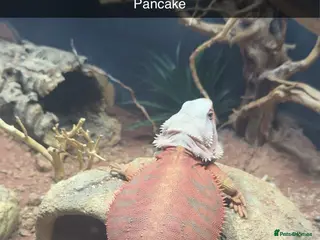 Bearded Dragon reptiles HypoTrans Red Bearded Dragon reptile lizard - Advert 1