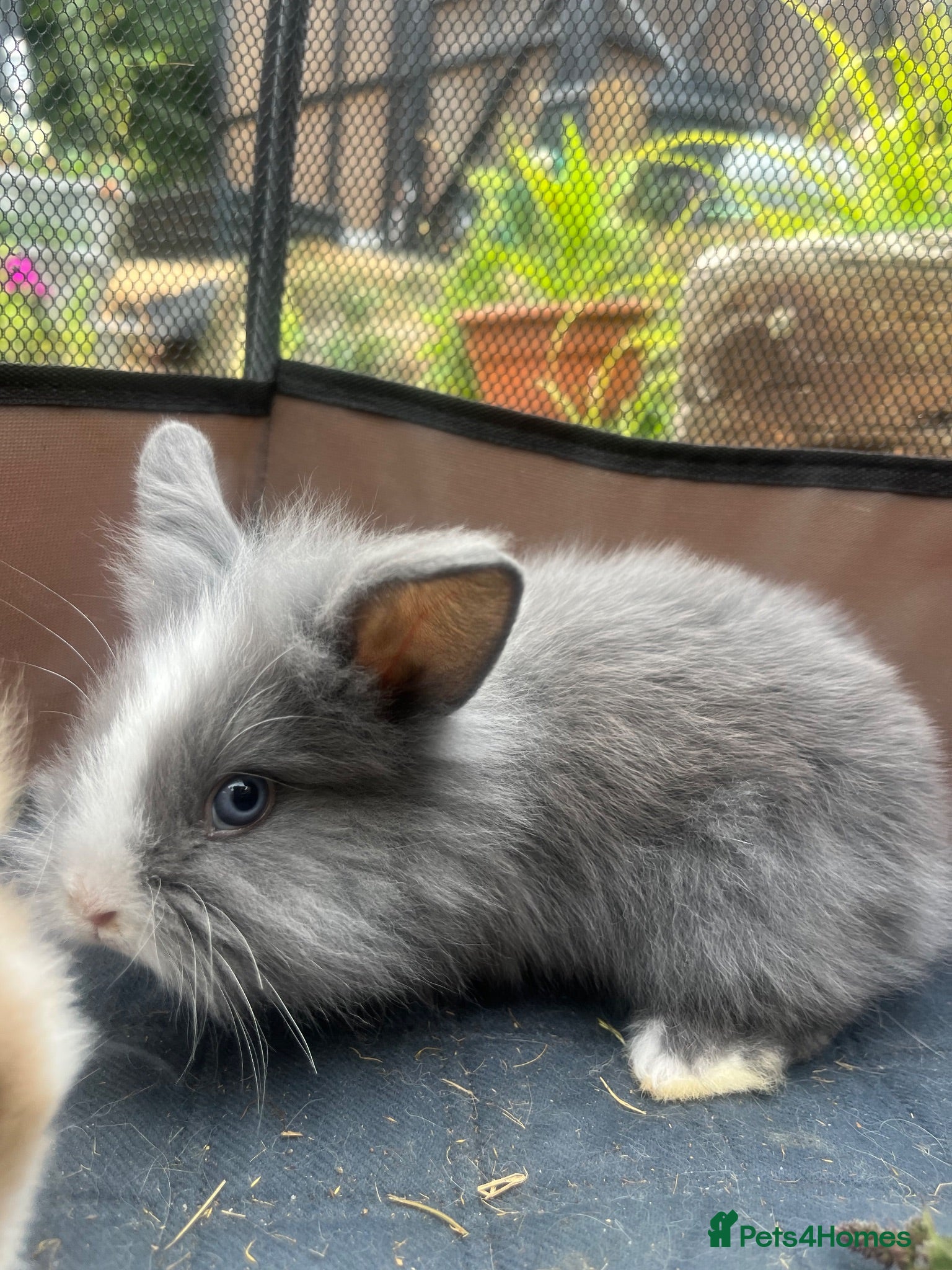 Lionhead rabbits Lion Head Bunnies  - Advert 5