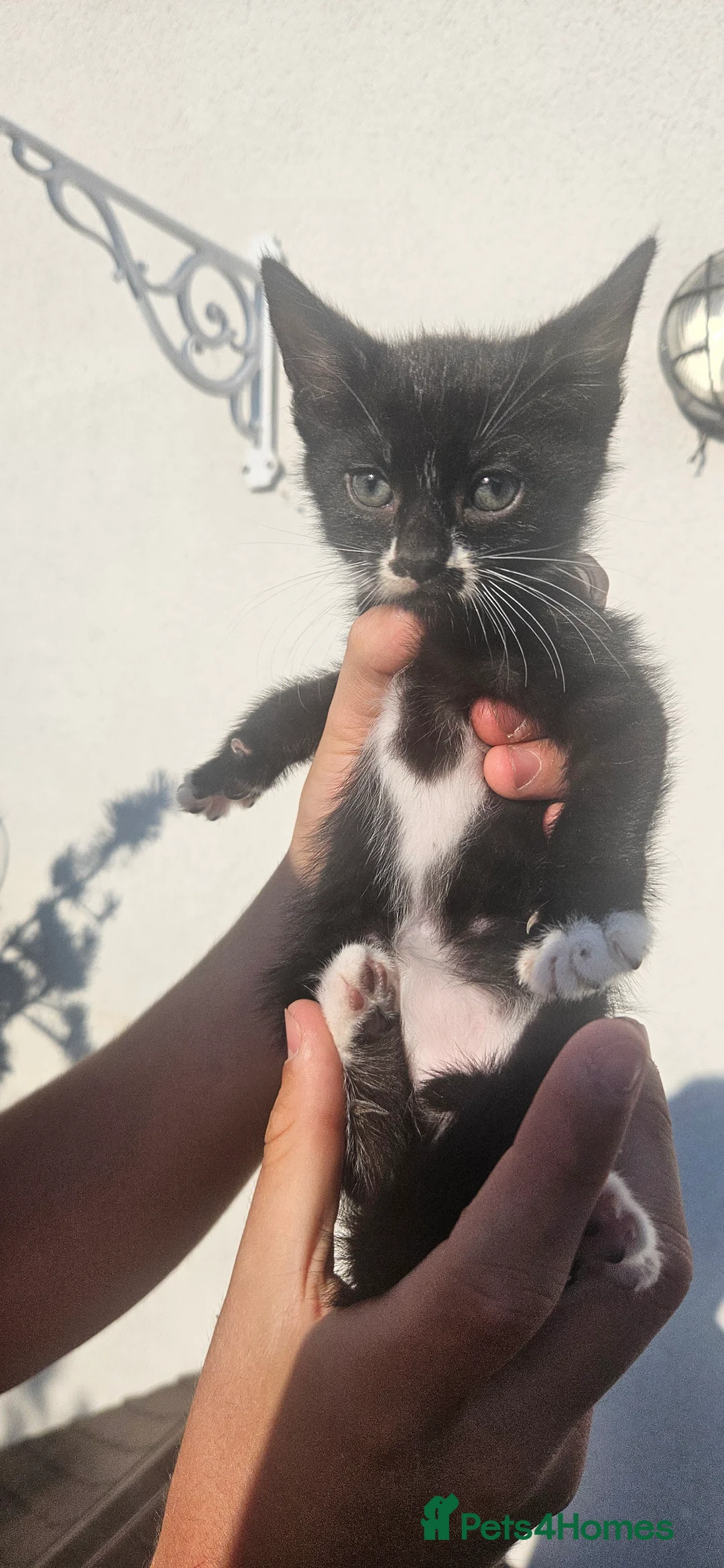 British Shorthair cats for sale: 4 british short hair kittens  - Advert 2