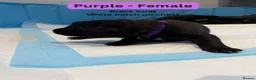 German Shepherd dogs for sale: Healthy German Shepherd Puppies - Advert 22