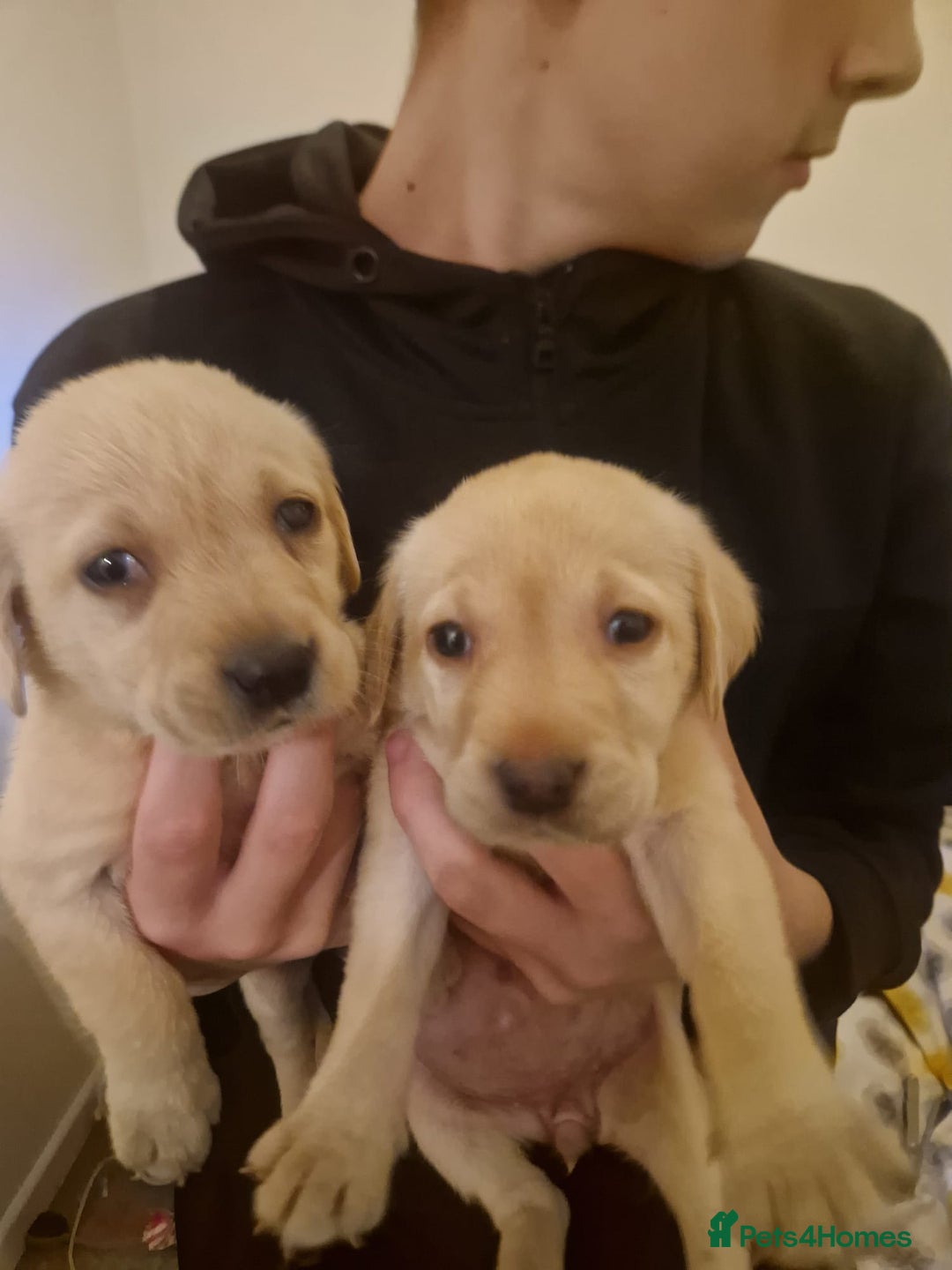 Labrador Retriever dogs for sale: Miss Danielle carter - Image 3