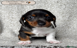 Miniature Dachshund dogs for sale: 🐶🖤STUNNING KC MINIATURE DACHSHUND PUPPIES🖤🐶 - Image 4