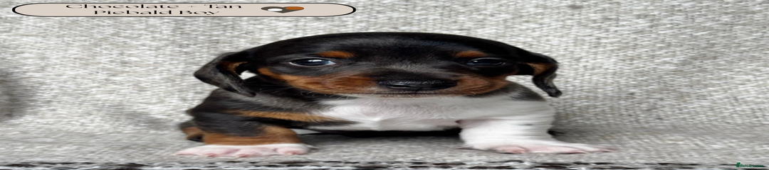 Chocolate + Tan Piebald Boy