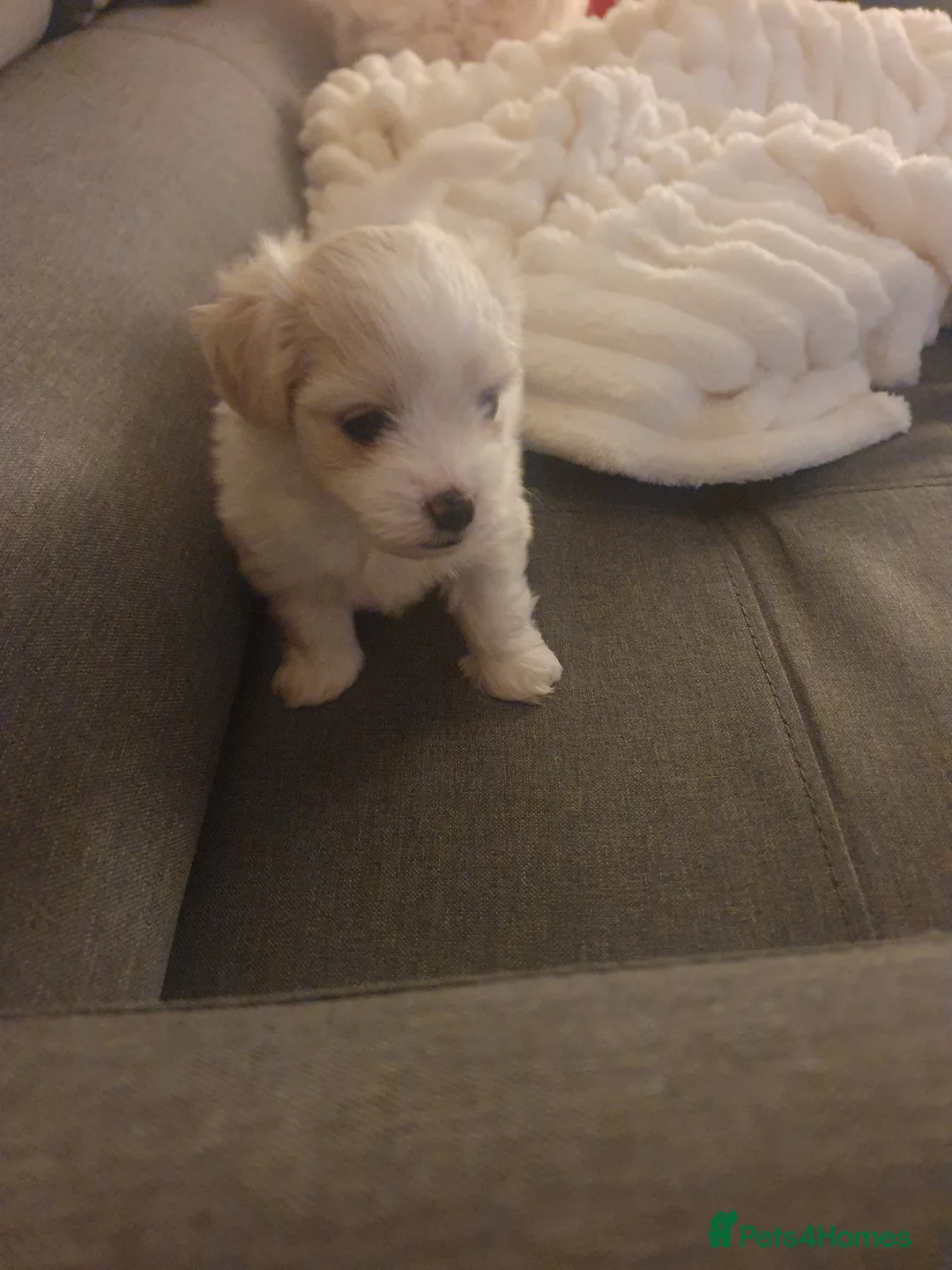Maltese dogs for sale: Adorable Maltese Puppy Looking for a Forever Home. - Advert 5