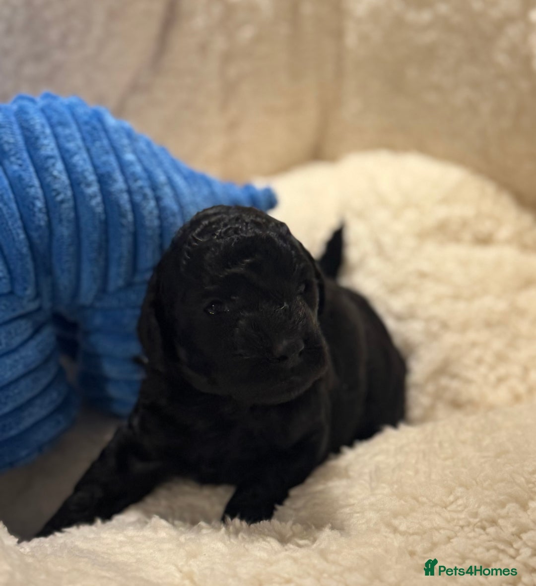 Cockapoo dogs for sale: Adorable Cockapoo puppies  - Image 4