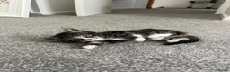 Bombay cats for sale: Beautiful Kittens Ready for Loving Homes - Advert 19