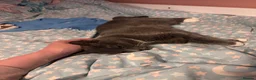 Mixed Breed cats for sale: 1 year old female cat - Advert 6