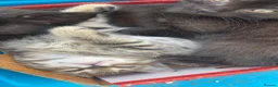 Ragdoll cats for sale: 🐾 Beautiful Ragdoll-Mix Kittens 🐾 - Advert 1