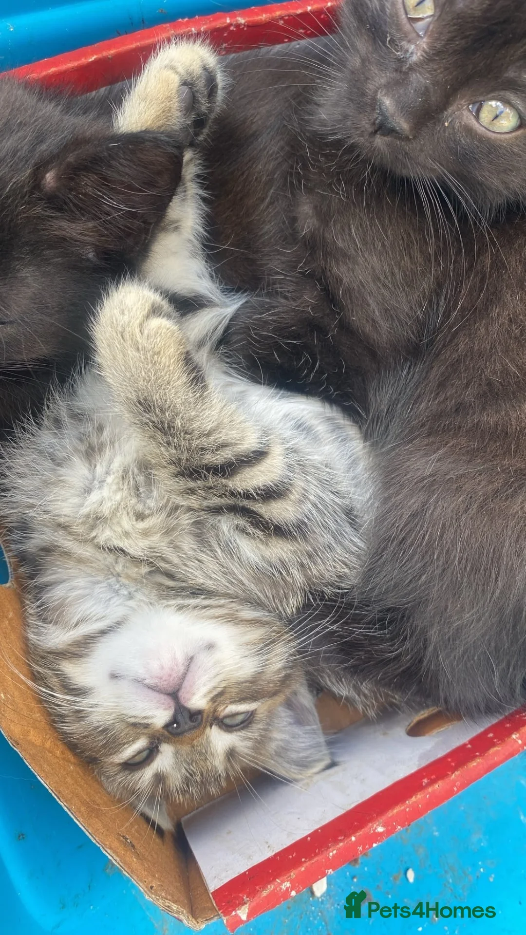 Ragdoll cats for sale: 🐾 Beautiful Ragdoll-Mix Kittens 🐾 - Advert 1