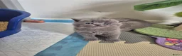 Scottish Fold cats for sale: Scottish Fold Kittens  - Advert 5