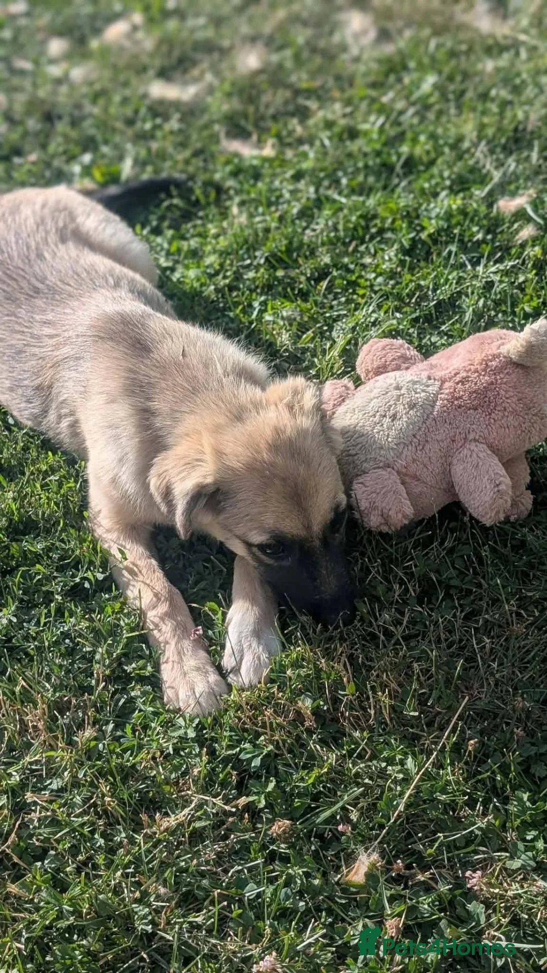 Mixed Breed dogs for adoption: Gaia for adoption!  in Leigh-on-Sea - Advert 2