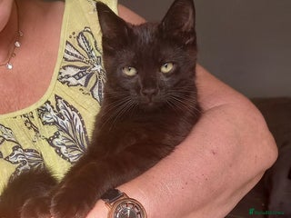 Mixed Breed cats - Advert 7