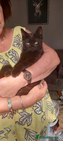 Mixed Breed cats - Advert 6